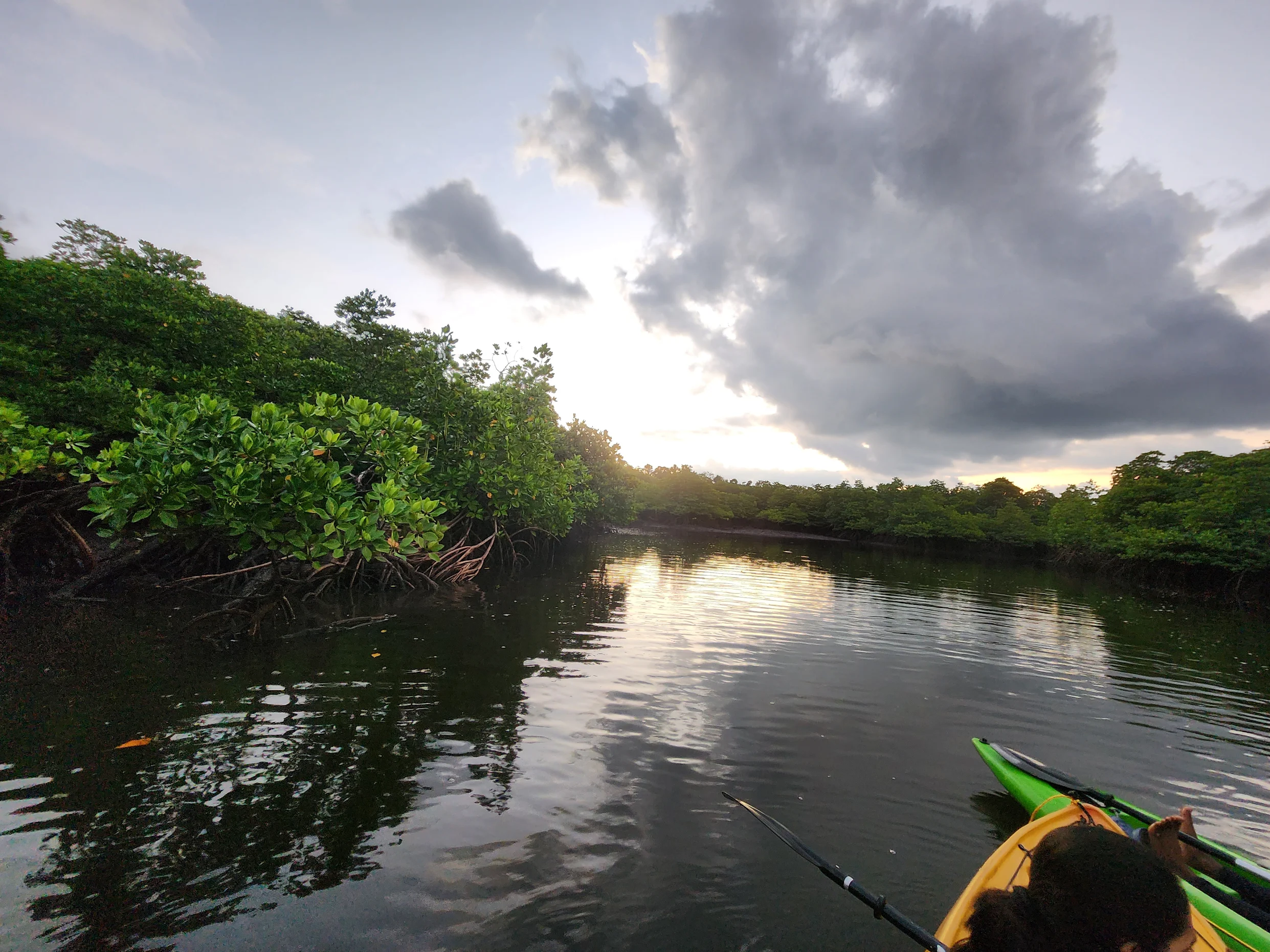 Mangrove Kayaking 1